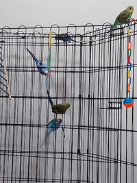 Budgies with cage 