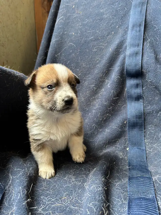 Chiot COWBOY CORGI à adopter in Dogs & Puppies for Rehoming in West Island - Image 10