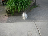 LOST/MISSING  SMALL WHITE & GREY CAT .. NORWOOD TERRACE