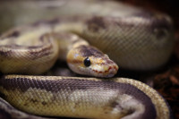 Male Champagne ball python 