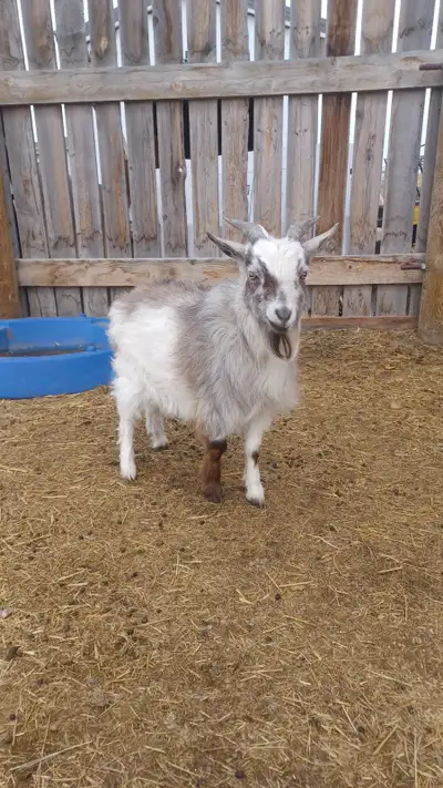Horned Nigerian dwarf buckling, View more