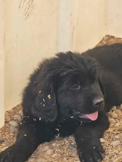 Beautiful black, newfoundland baby girl puppy, looking to find her forever home First shots Dewormed...