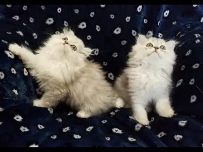 Chaton Shaded Silver ,vaccinés ,vermifugés et très affectueux, View more