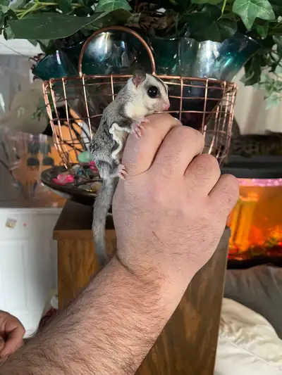 I have a 2 8 months male sugar glider that are friendly. Does not come with cage or anything. Locate...