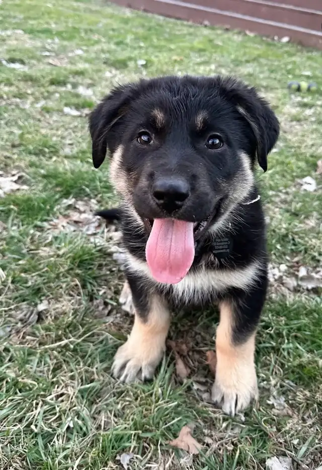 Golden retriever mix Australian Shepherd in Dogs & Puppies for Rehoming in City of Toronto - Image 4