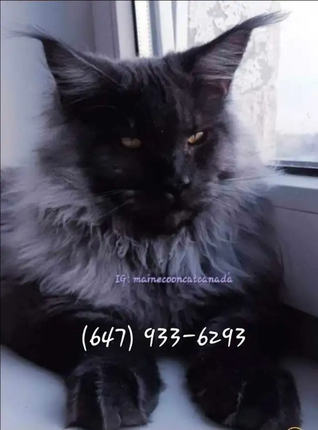 CHAMPION GIGANTIC MAINE COONS