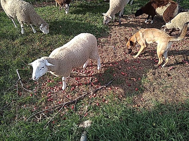 February Ram lamb, + 6 Dec 23 lambs in Livestock in Regina