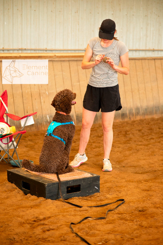 Dog Training Classes in London and Thorndale! in Animal & Pet Services in London - Image 3