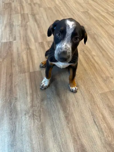Italian Grey hound Mix Male, View more