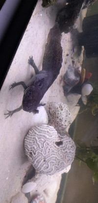 Axolotl, Wild type