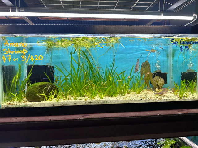 Hobby store in Millwoods  in Fish for Rehoming in Edmonton - Image 3