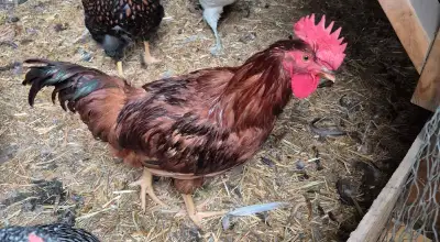 Rhode Island Red Rooster, View more