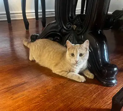 1yr 4months male cat, View more
