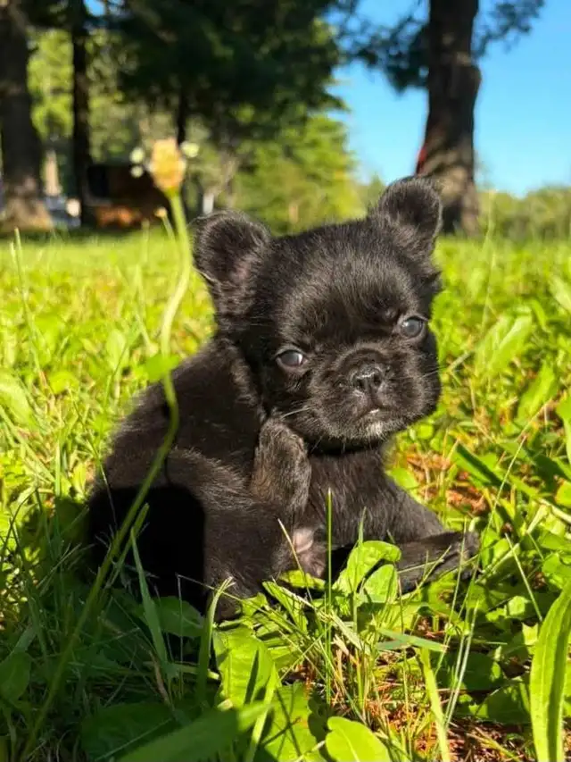 French bulldog puppy *price reduction * in Dogs & Puppies for Rehoming in City of Toronto - Image 2