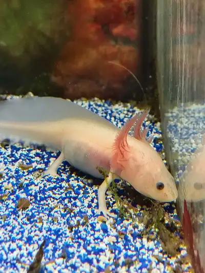 We have some baby leucistic axolotls available just a few months old all very healthy eating well if...