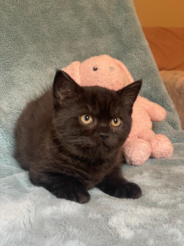 Purebred Scottish Straight/Fold Kittens Ottawa in Cats & Kittens for Rehoming in Ottawa - Image 3