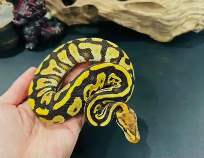 Baby ball python, View more