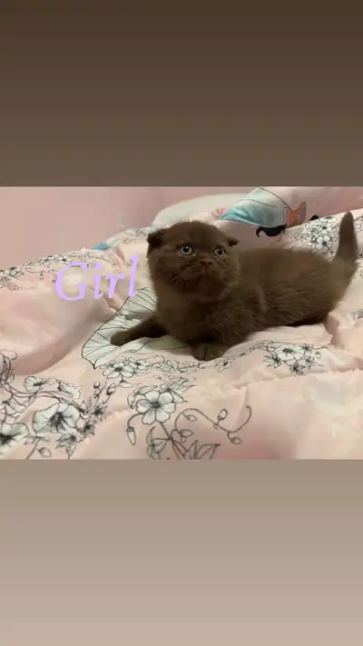  brown British shorthair/Scottish gold kittens , View more