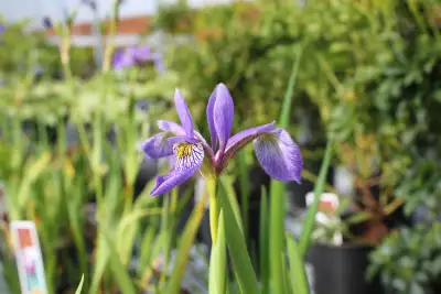 Native Iris Plants, View more