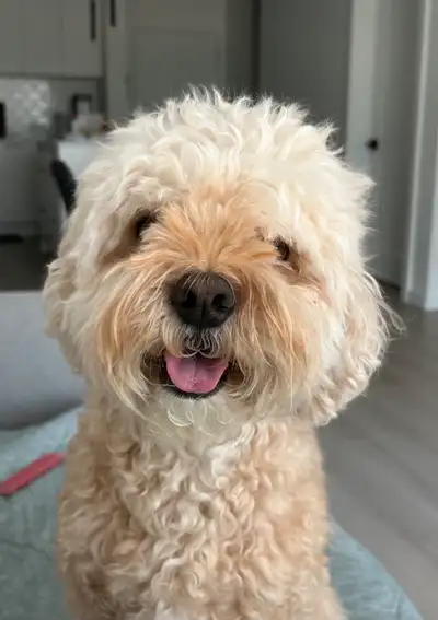 3 year old cavapoo for rehoming, View more