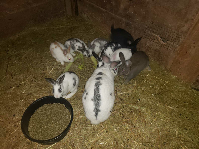 Meat rabbits for sale  in Livestock in Peterborough - Image 2