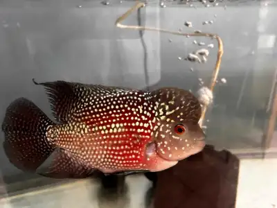Large Flowerhorn, View more