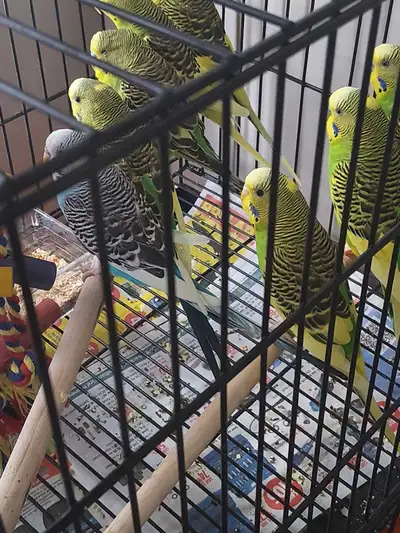 young budgies for sale 1 for 20 or 2 for 30, View more
