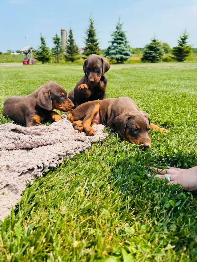 European Doberman Puppies in Dogs & Puppies for Rehoming in Hamilton - Image 5