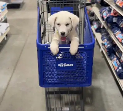 White labrador puppy , he is 5 months old . please message on 7802336849 for inquiry.