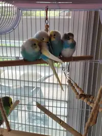 4 adorable budgies for sale
