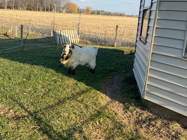 Billy Pygmy goat  in Livestock in Grand Bend - Image 2