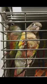 M &F DNA’d pair of 3 year old Conures