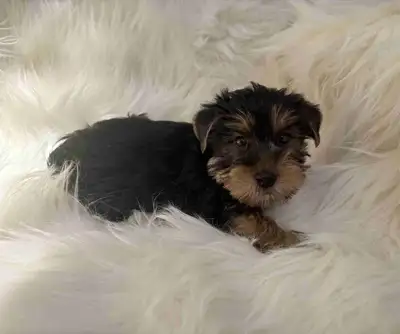 Yorkie puppies, View more