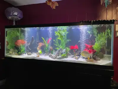 Selling my 180 gallon aquarium set up. Everything will be included to immediately start up your own...