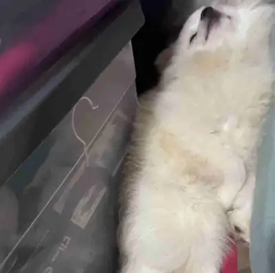 puppy rehoming, View more