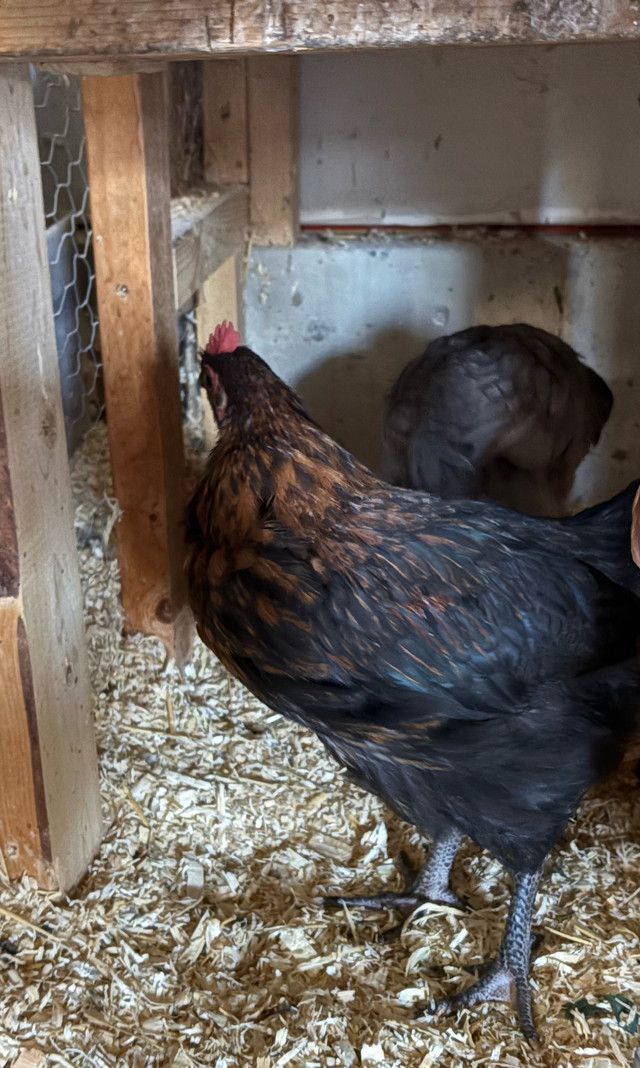 Black Copper Maran mix 9 week old rooster. in Livestock in Port Alberni - Image 4