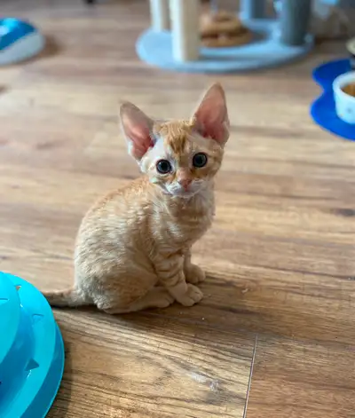Devon Rex Kittens, View more