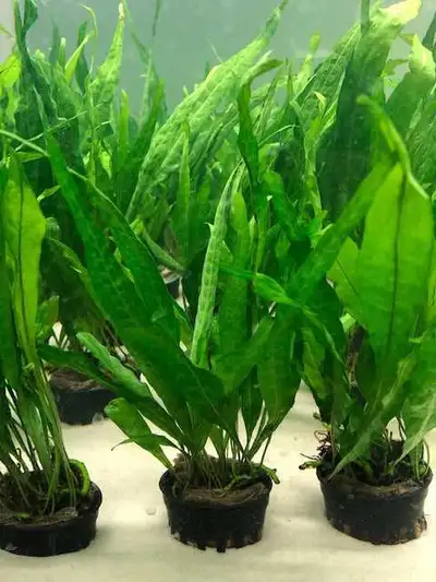 Java Fern available for $10. Can deliver in town for $5