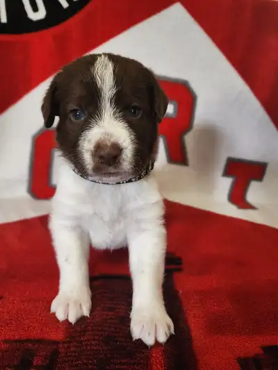 Portuguese Water Dog Puppies, View more