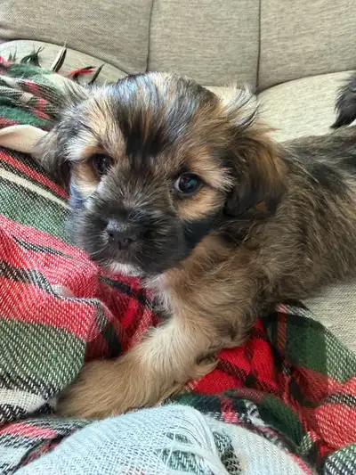 Chiot Shorkie  Yorkshire/shihtzu, View more