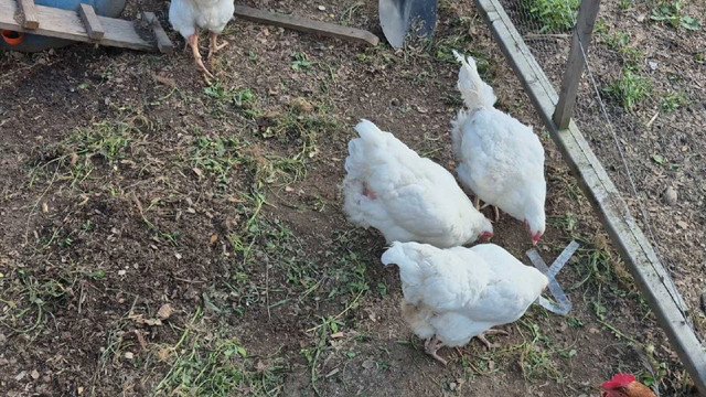 Acceptons vos poules - ferme écologique dans Animaux de ferme  à Shawinigan - Image 2