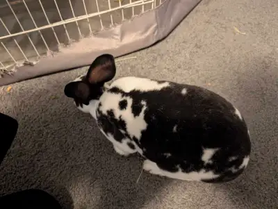 bunny  for sale, View more