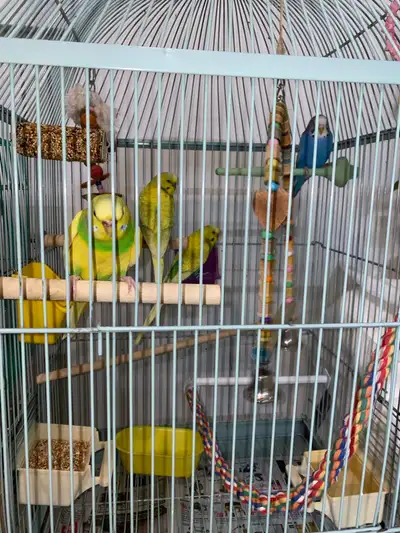   Healthy & Friendly Parakeets / Budgies with cage , View more