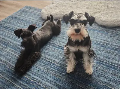 ### ✨ Hypoallergenic Puppies Ready Soon! ✨ *(Non-Shedding – Perfect for Allergies)* **Available:** *...