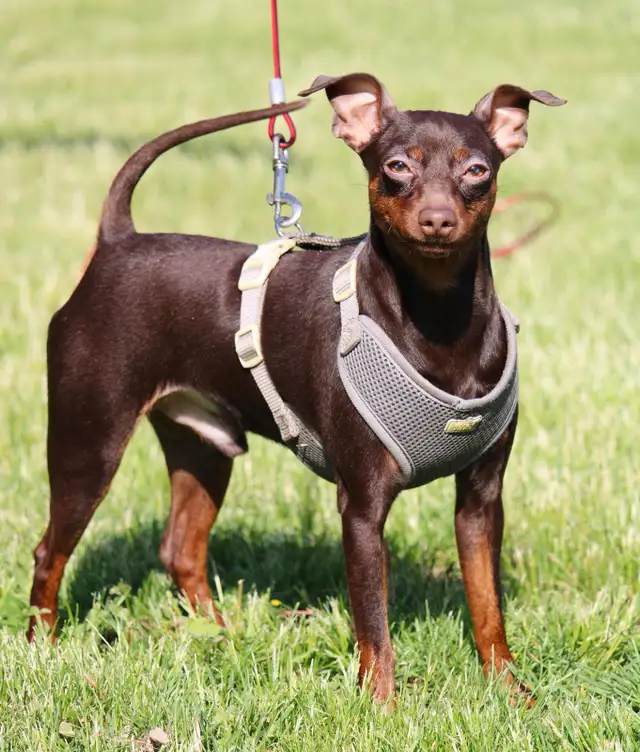 miniature pinscher in Dogs & Puppies for Rehoming in Laval / North Shore - Image 5
