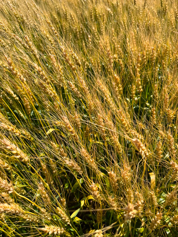 AAC Hodge VB Hard Red Spring Wheat in Other in Swift Current - Image 4