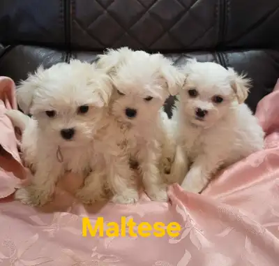 Maltese Puppies, View more