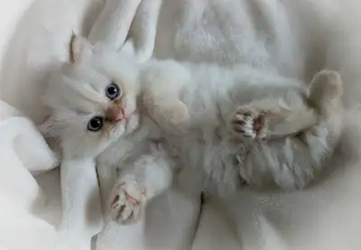 Purebred Ragdoll Kitten - Last one!, View more