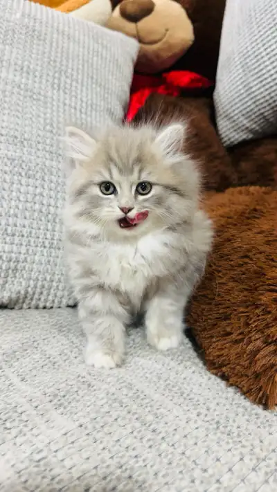 Persian Kttens for sale, View more