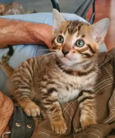 Bonjour Pour vous informer que la chatterie à poils Es ouverte ! J'ai 5 bébés Bengal Y ME RESTE 1 MÂ...